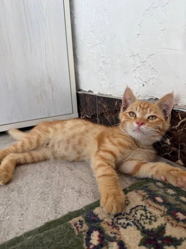 Котенок сладкий, игривый. Отдается в добрые руки — фото 7