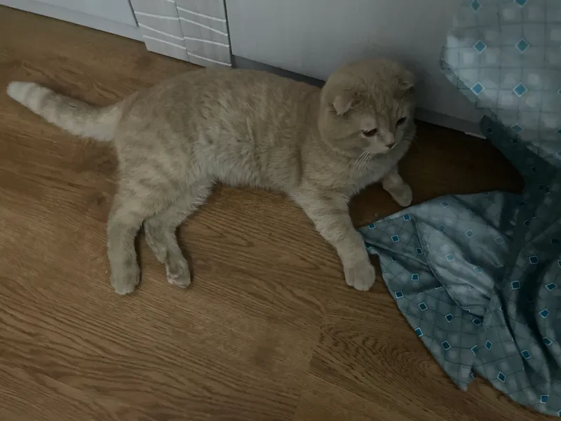 Scottish Fold