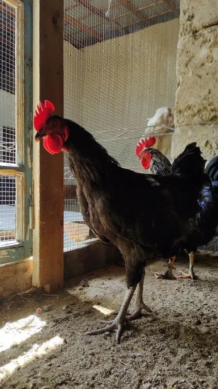 Xurozlar sotiladi Qora shaxzoda tuximidan chiqqan — фото 3