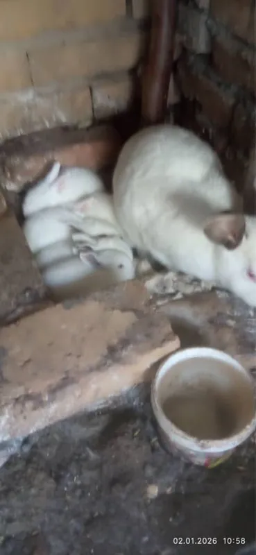 Quyon va bramo tovuq — фото 1