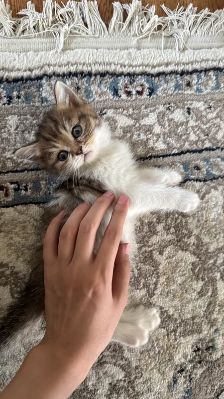 Котята продаются 4