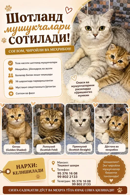 Кошка Кошка