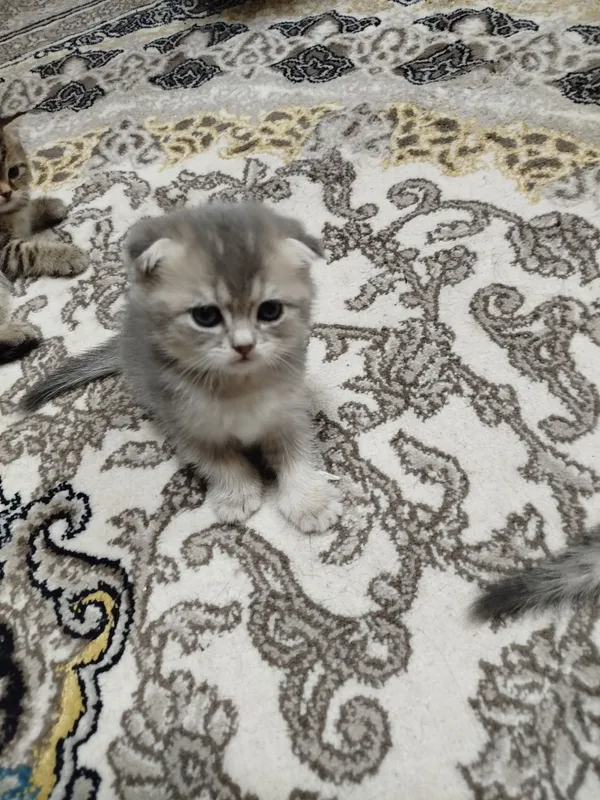 Сотилади тоза зоти онаси фолд отаси Шиншилла 1ярим ойли — фото 2