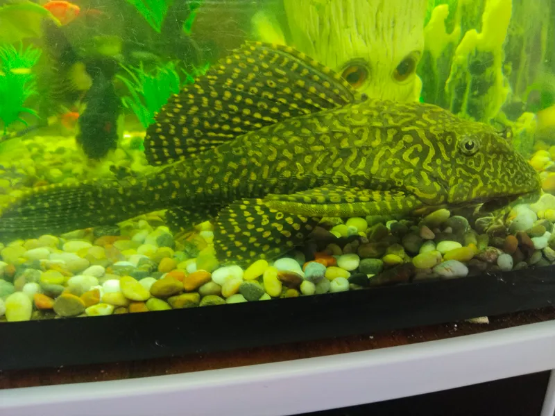 pelsos baliq katta va kich razmerda sotladi