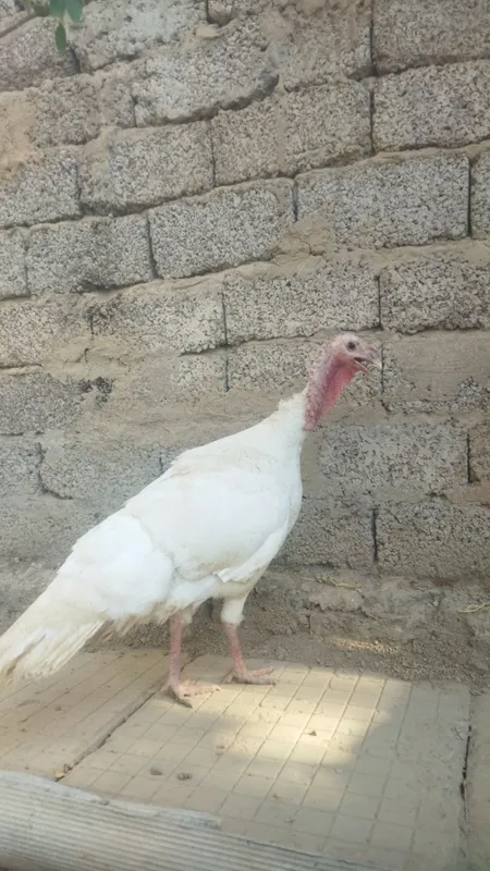 Assalamu aleykum 1 ta kurka va goz bolasi xorozcha sotiladi !!! 5 Assalamu aleykum 1 ta kurka va goz bolasi xorozcha sotiladi !!! 5