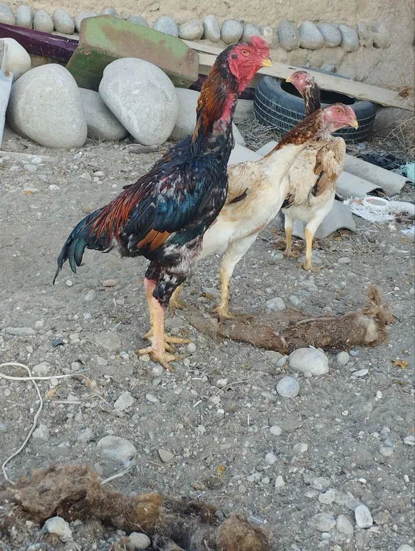 Xoroz sotiladi zoti kars 800.000 tulay dan oti Xoroz sotiladi zoti kars 800.000 tulay dan oti