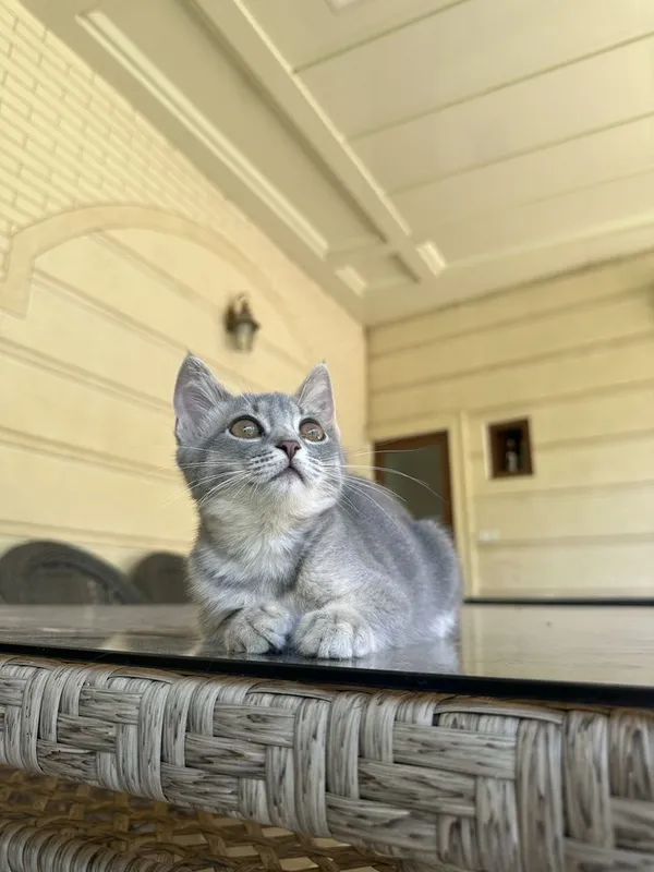 Котенек скоттиш страйт 4