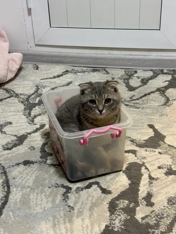 Вязка Скоттиш Фолд, 9-месяцев