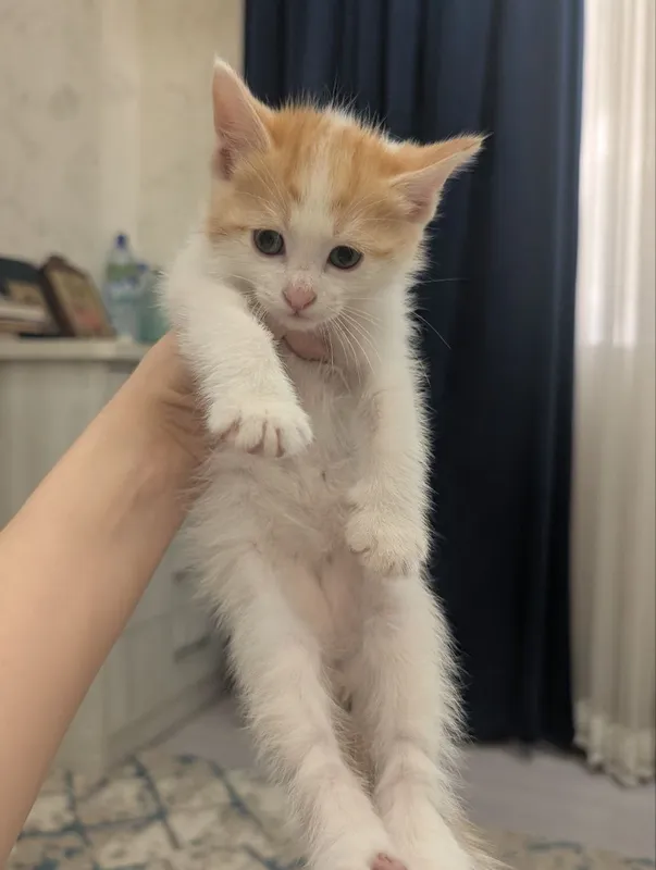 В добрые руки котята — фото 6