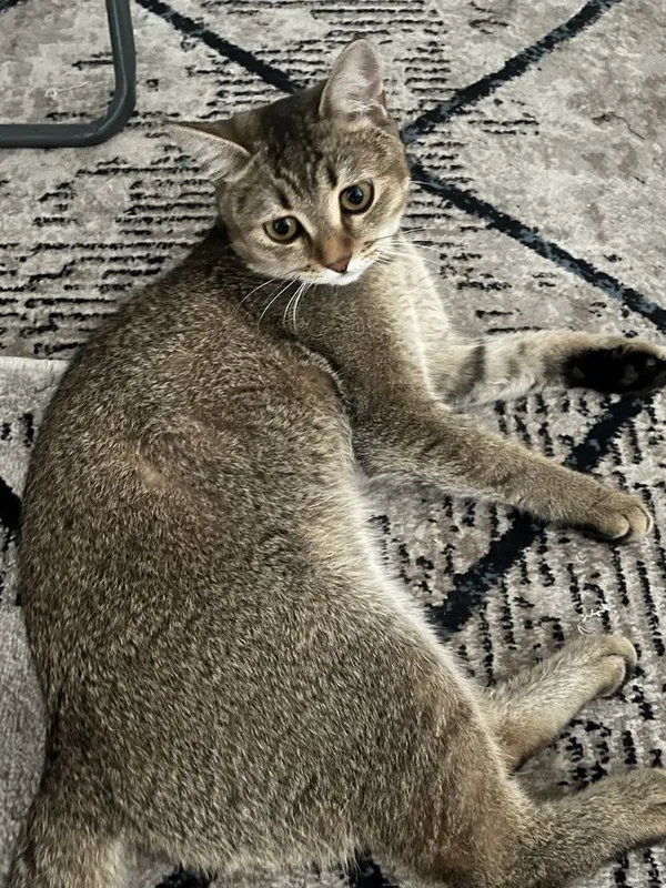 Кошка для вязки срочно 1 Кошка для вязки срочно 1