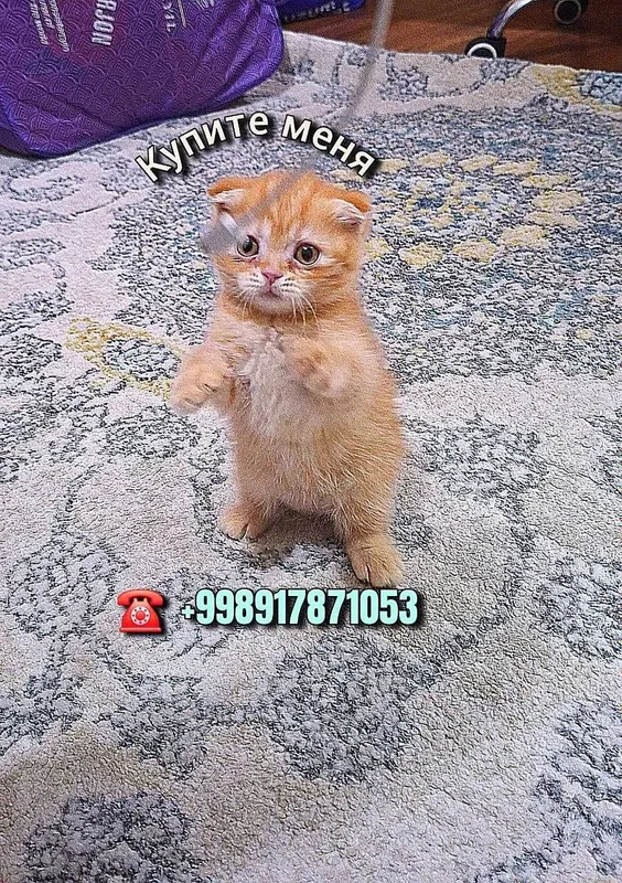Вислоухая вислоухи(й)(е) котёнок кошка шотландски(е)(й) 3 Вислоухая вислоухи(й)(е) котёнок кошка шотландски(е)(й) 3