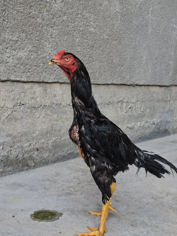 Jujamiz sotuvda oktabr juja pixchi zotladan chixgan katta narsa 4 Jujamiz sotuvda oktabr juja pixchi zotladan chixgan katta narsa 4