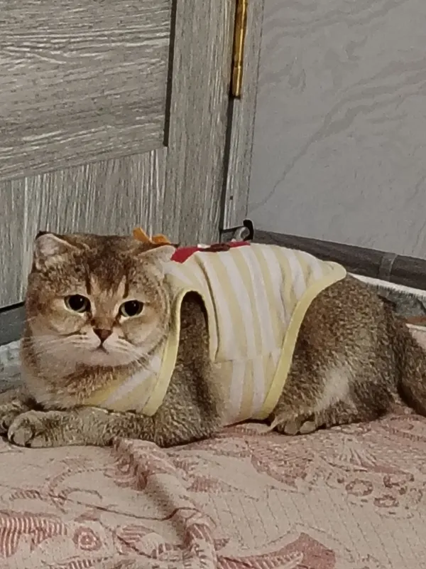 Прадаётся кошки муж и жена