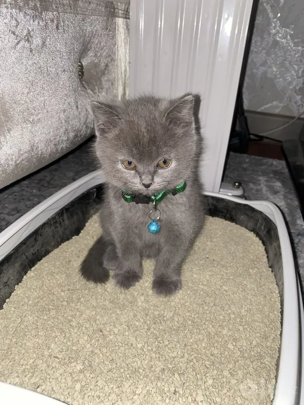 British Shorthair 3 British Shorthair 3