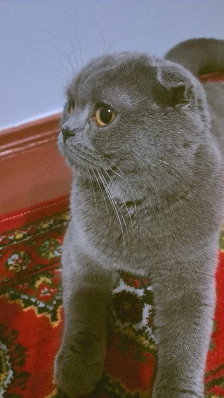 Породистый кот 1