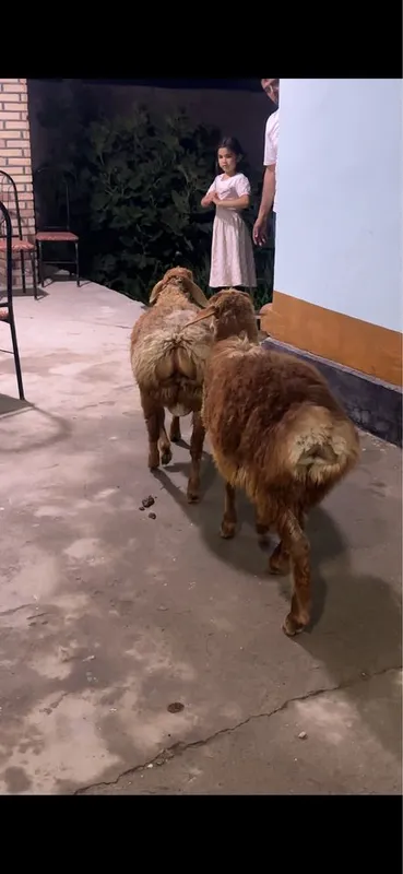Arashan qoʻzi qochqorla sotiladi