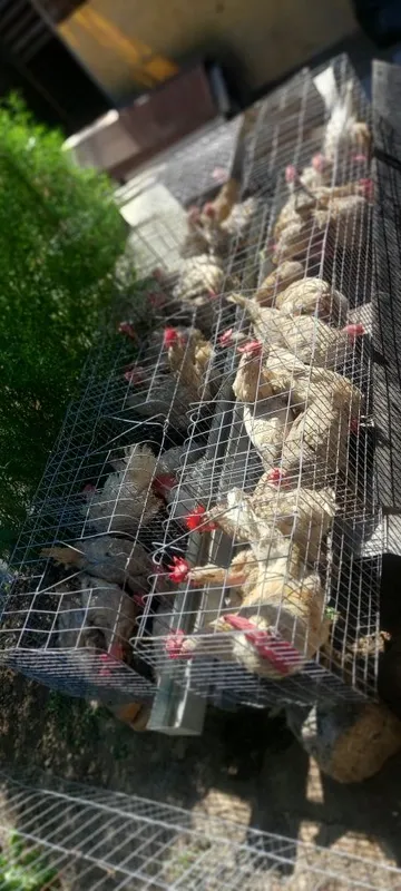 Продаётся кури в месте клеткой 2 Продаётся кури в месте клеткой 2
