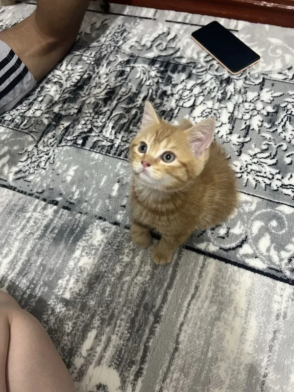 Кошки прадаётся 1.5 м 1