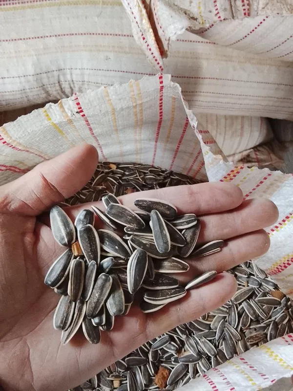 Semichka sotiladi narxi 25ming kami bor T6 mesni