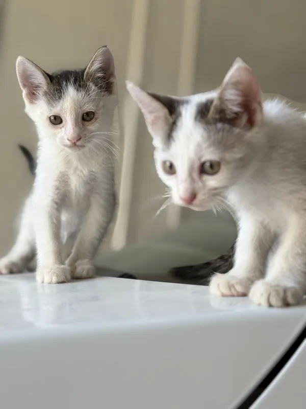 котята в добрые руки 3 котята в добрые руки 3