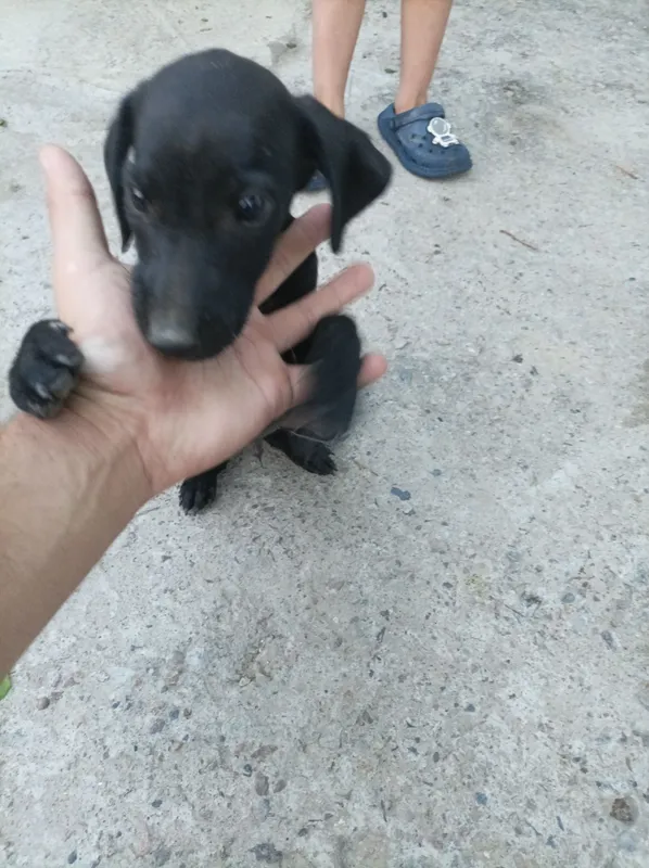 Spaniel охотник 150$ 2 Spaniel охотник 150$ 2
