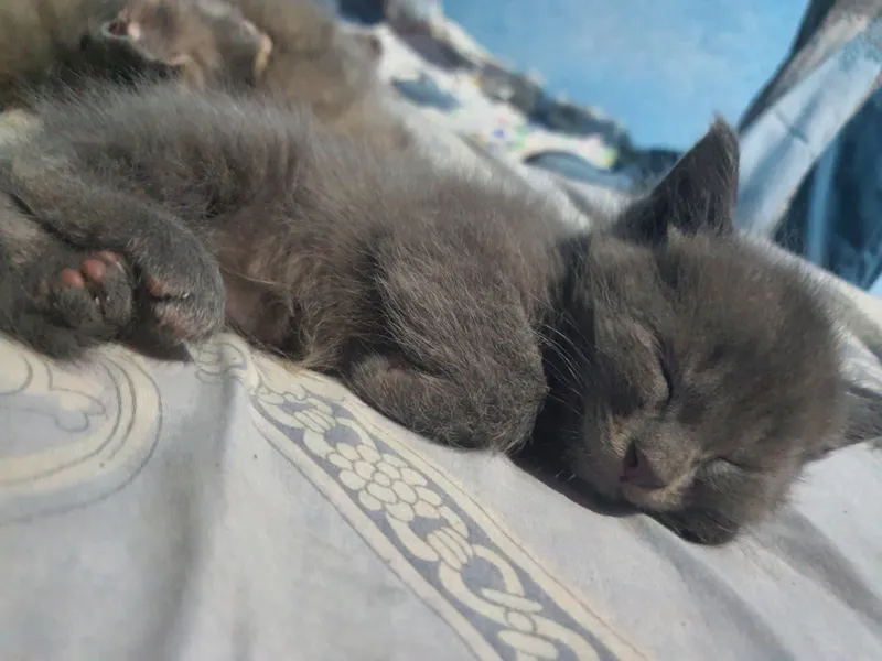 скоттиш страйт 1 ярим ойлик 2та киз 1та огил скоттиш страйт 1 ярим ойлик 2та киз 1та огил