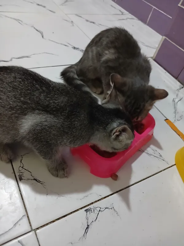 Домашний котёнок, 3 месяца, 2 мальчика 4