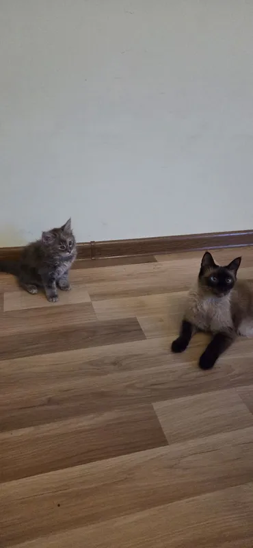 Очаровательные котята — домашние, ласковые и очень игривые. — фото 5