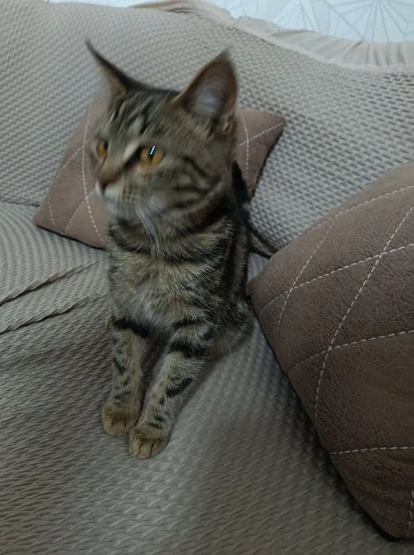 Продаётся котёнок 4