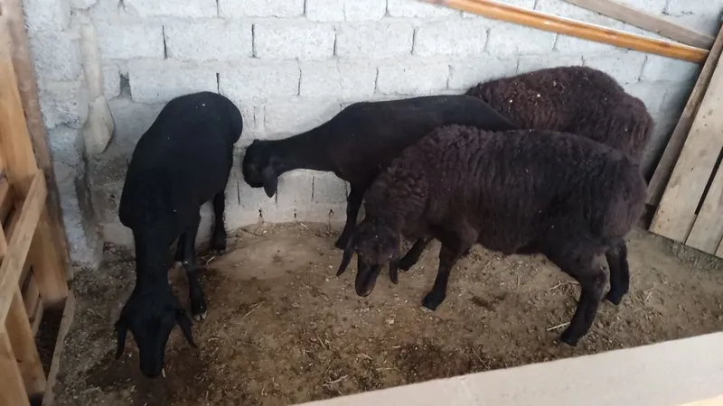 Qozi qochqorla sotilad
