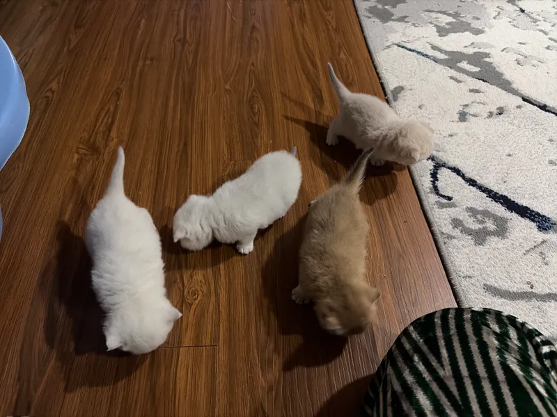 Котята 2