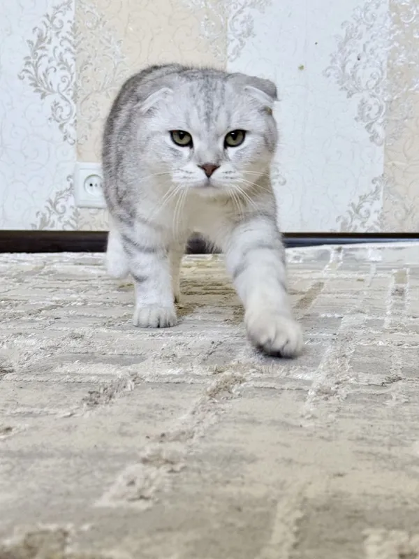 Продаётся серибристая шиншилла