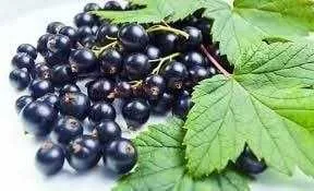 Qora Smorodina Har bir donasi tabiiy vitaminlar va lazzatga to‘la!