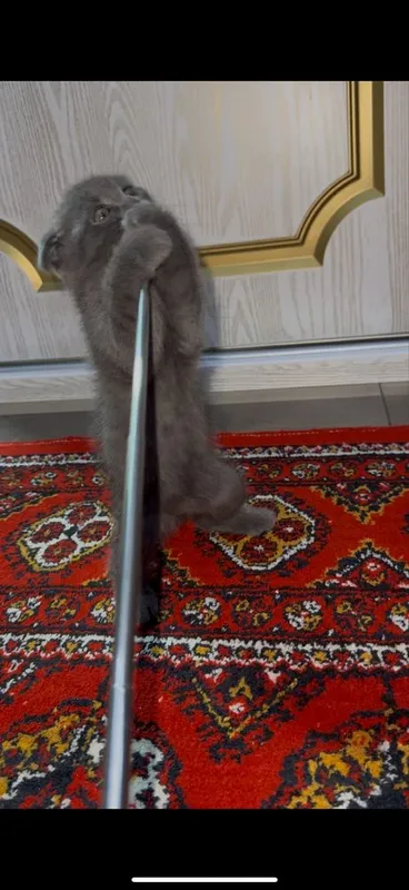 Британски Скотиш фолд Мушугимиз 8 ойлик Кизча — фото 1