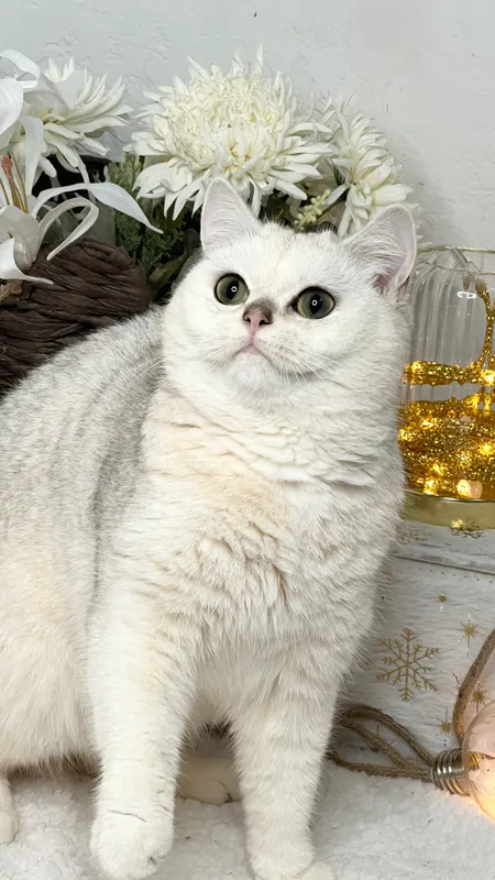 Серебристая шиншилла 8