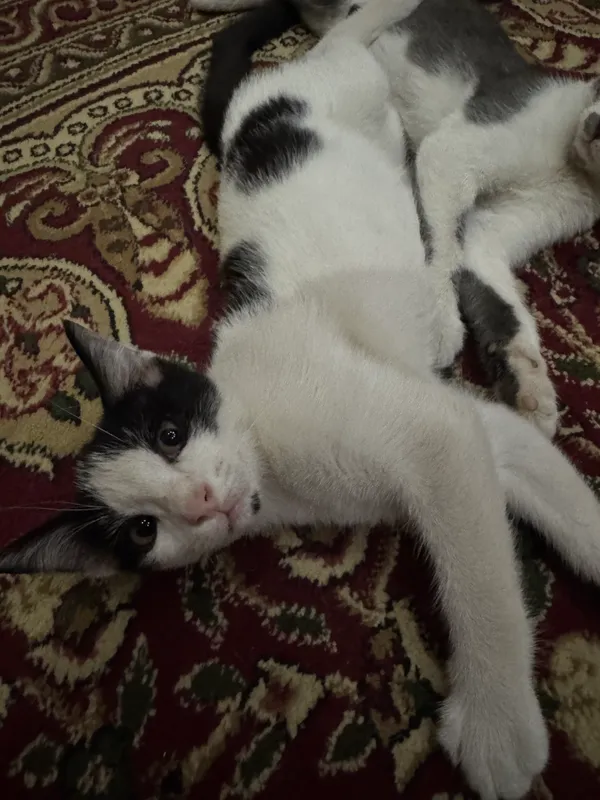 Mushukchalar 2 Mushukchalar 2
