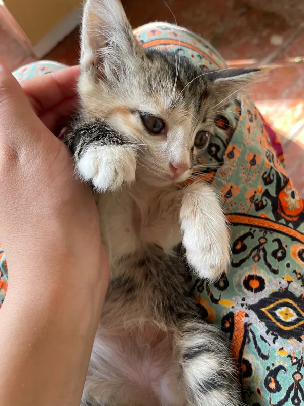 кошка 2 кошка 2