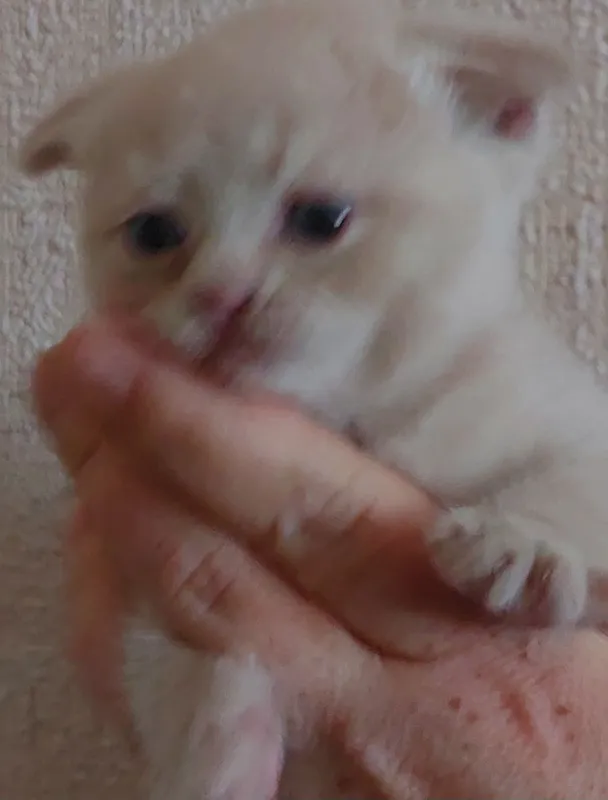 Котята милые породистые 3 Котята милые породистые 3