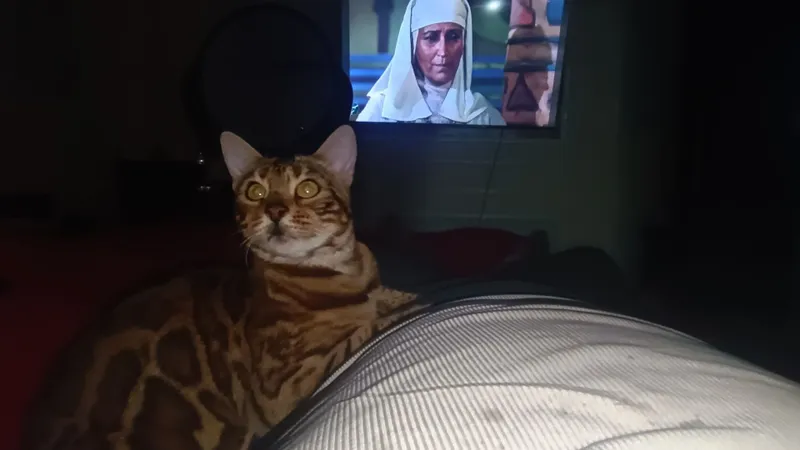 Бенгальские кошки — фото 2