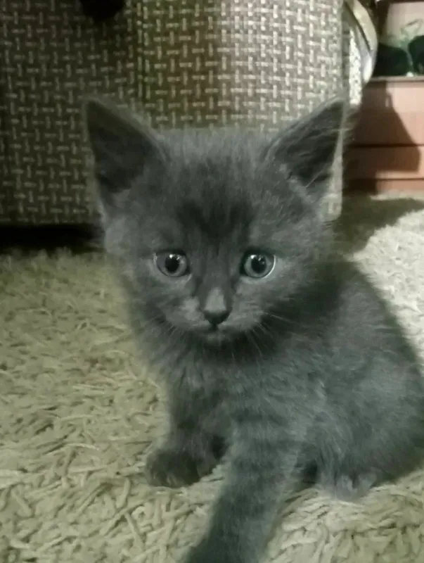 Mushuk ARKAK sotilodi