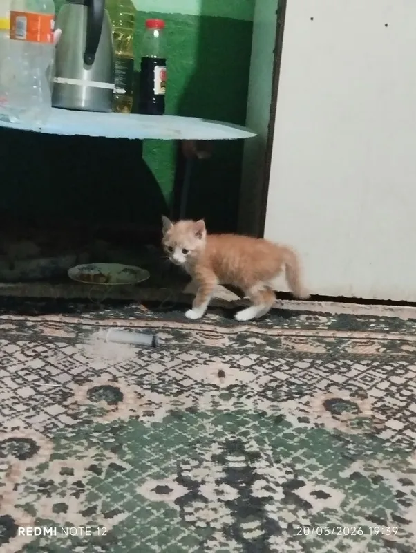 Мушук боласи бор кимга керак бўлса хадяга — фото 4