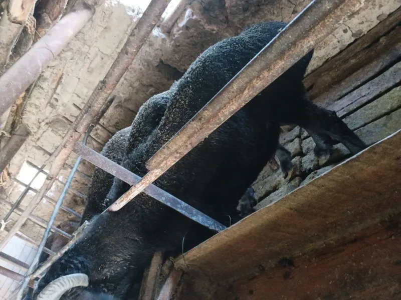 Qurbonlik uchun qoʻchqorlar 70 kilo atrofida — фото 1
