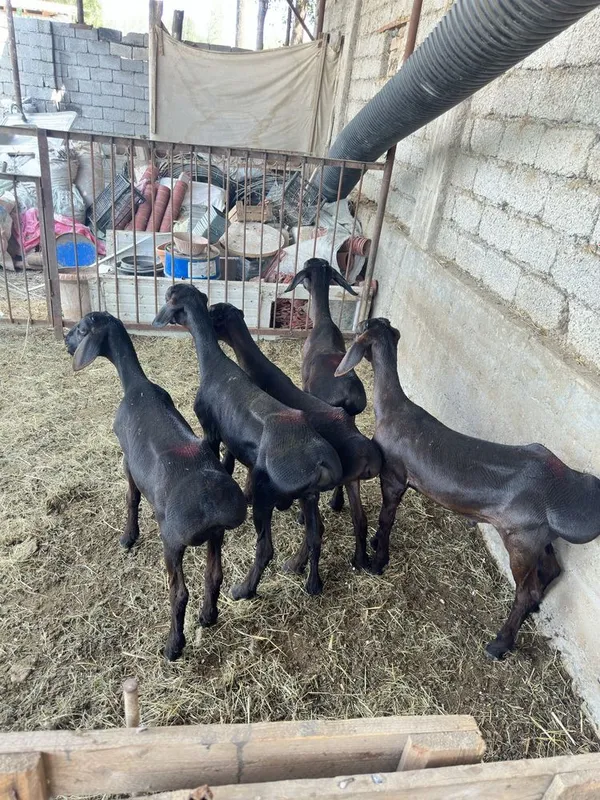Куй кузи кучкорла сотилади 1 Куй кузи кучкорла сотилади 1