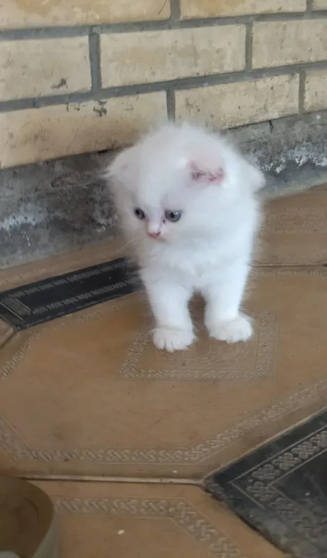 Продается Шотландские котята — фото 1