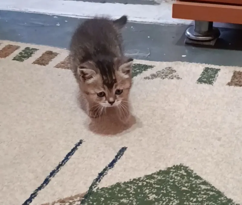 продаются котята — фото 2