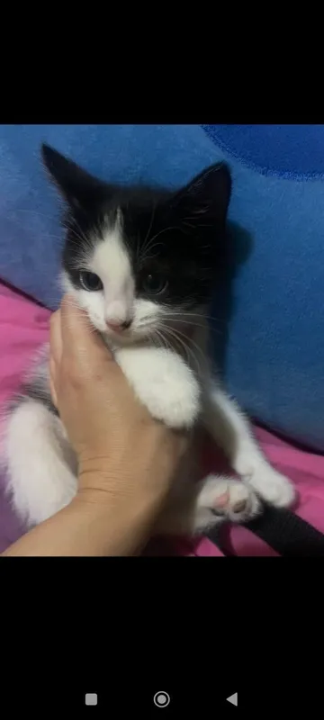 Котенок мальчик полтора месяца — фото 1