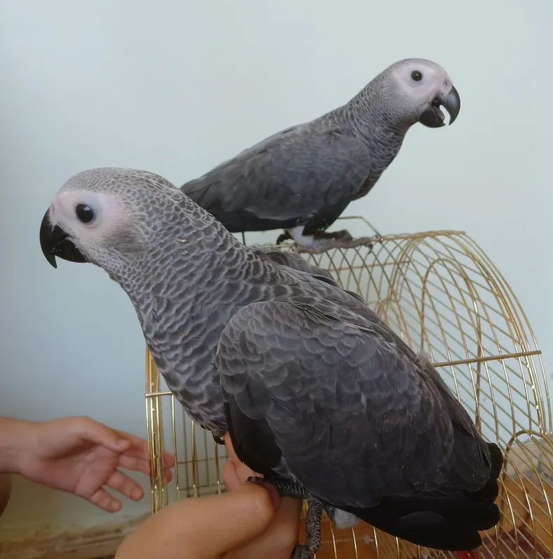 Жако Конго выкормыш ручной 4