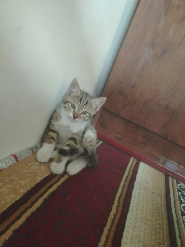 iloji boricha arzonroq sotaman ulgirib qoling — фото 2