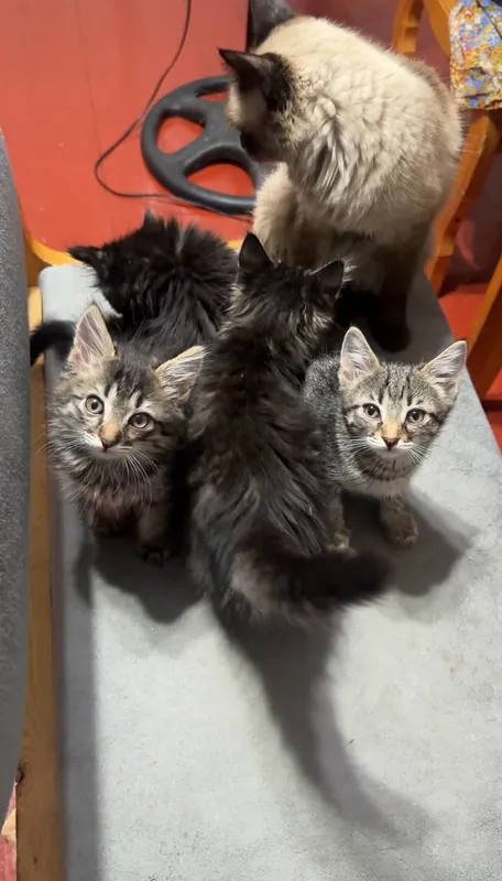 Домашние чистые котята 2 месяц, мама сиамская 1