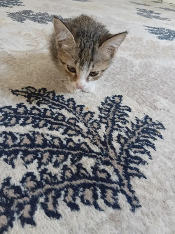 Nala 1 Nala 1